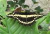 Papilio thoas